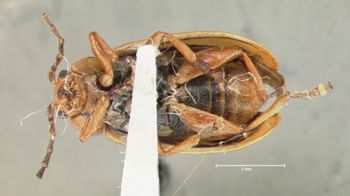 Media type: image;   Entomology 29043 Aspect: habitus ventral view